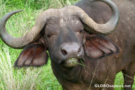 Postcard Meru National Park - buffalo