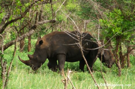 Postcard Meru National Park - rhino