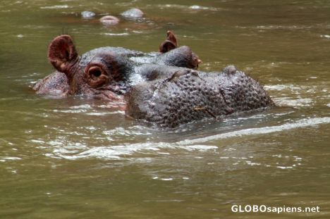 Postcard Meru National Park - hippo