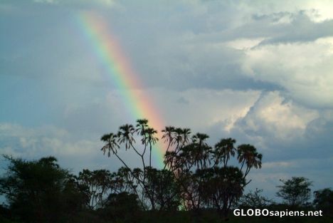 Postcard Meru National Park - palm trees & rainbow