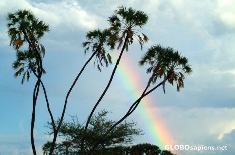 Postcard Meru National Park - the rainbow