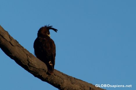 Postcard Meru National Park - an eagle