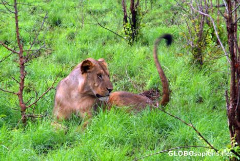 Postcard Meru National Park - lion's tail