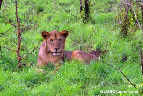Postcard Meru National Park - the lion