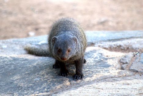 Postcard My mongoose host