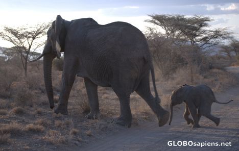 Postcard Lame baby elephant
