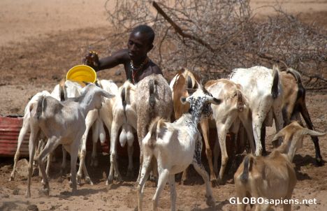 Postcard Watering goats
