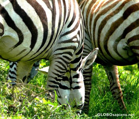 Postcard zebras crossing