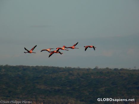Postcard Flamingoes in flight
