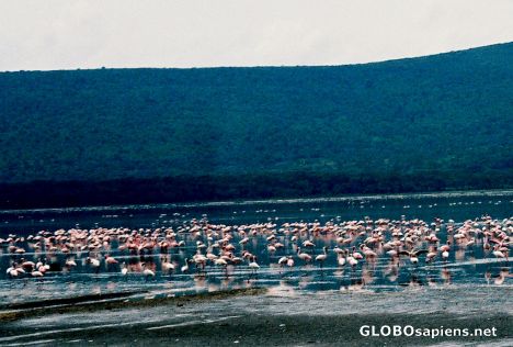 Postcard Flamingo