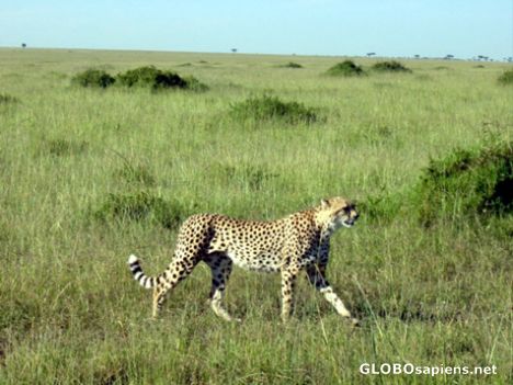 Postcard Cheetah