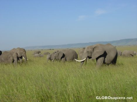 Postcard Elephant Herd on Masai Mara