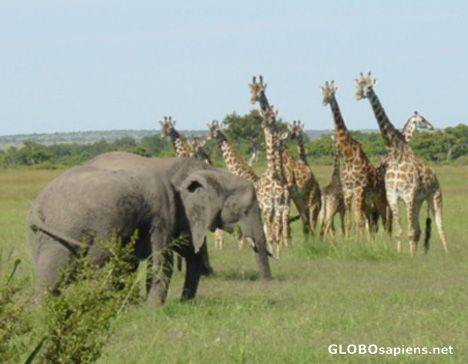 Postcard Elephant with Giraffe Herd