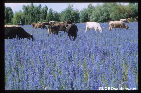 Postcard Cattle grazing