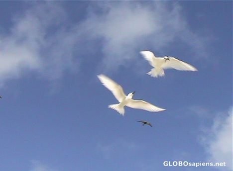 Postcard White terns over Cook Island