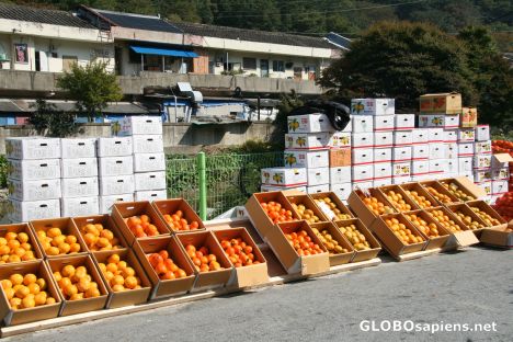 Postcard korean oranges