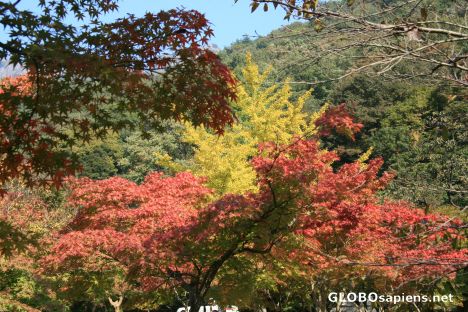 Postcard shades of autumn leaves