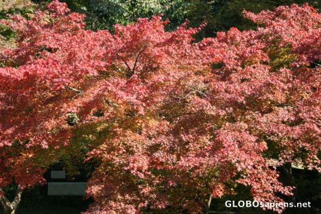 Postcard korean maple trees