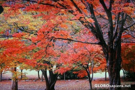 Postcard colours of korean autumn