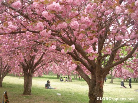 Postcard Cherry blossom