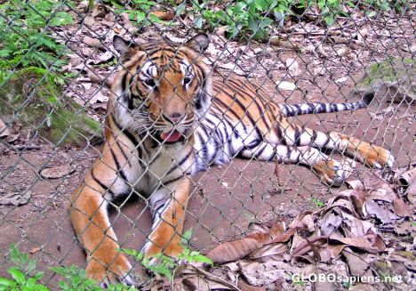 Postcard Tiger rescued from poachers