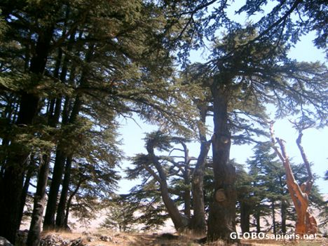 Postcard Lebanon Cedar