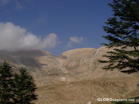 Postcard Lebanon mountains and cedars