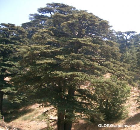Postcard Lebanon Cedar Tree (Cedrus libani).