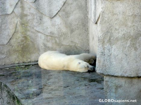 Postcard Polar bear at riga zoo.