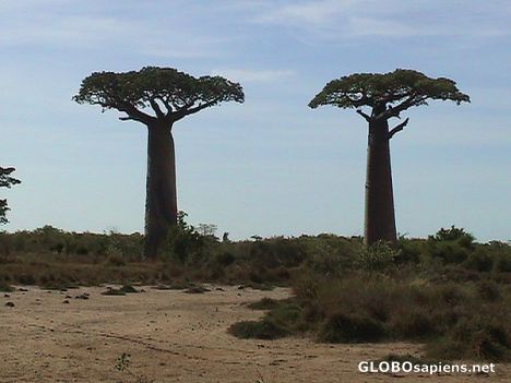 Postcard Brother baobabs...
