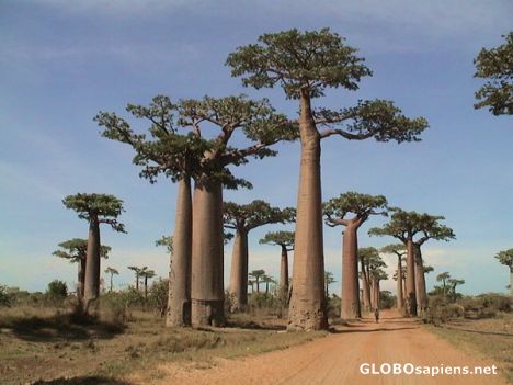 Postcard Avenue of Baobabs...