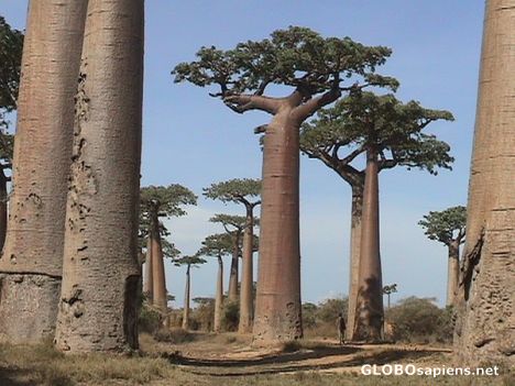 Postcard Oldest and strongest - the baobabs...