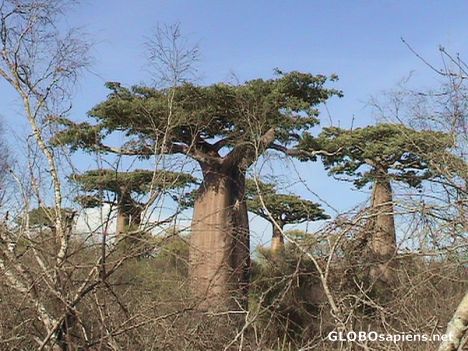 Postcard Bush baobabs...