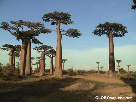 Postcard Baobabs at sunset...