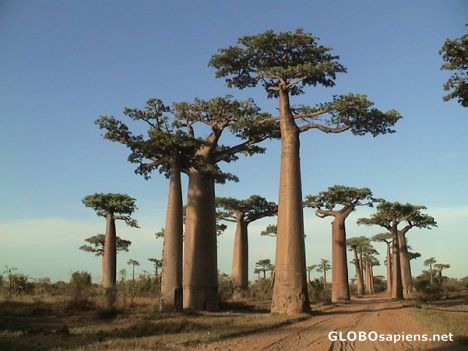 Postcard Avenue of Baobabs at dusk...