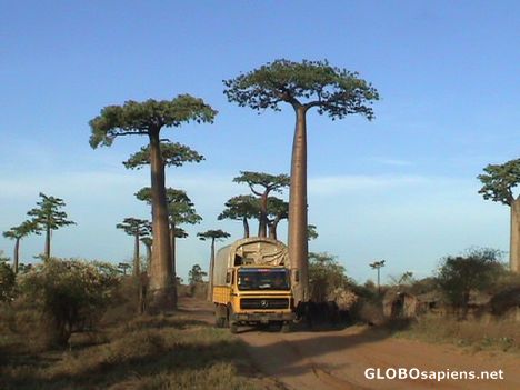 Postcard Truck under baobabs...