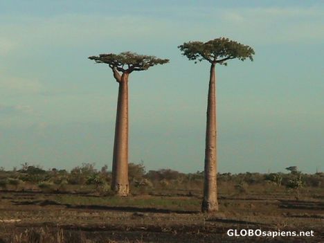 Postcard Young baobabs...