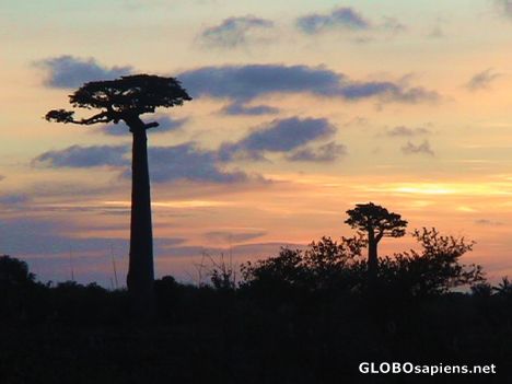 Postcard Unforgetable baobab evening...