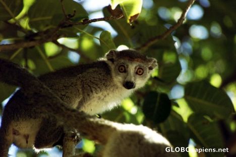Crown Lemur