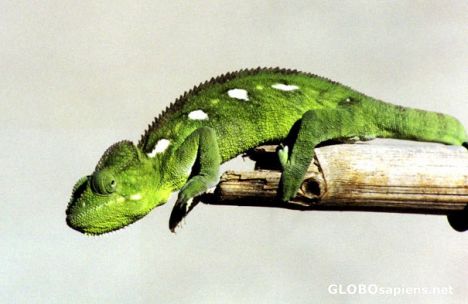 Postcard Green Chameleon