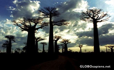 Postcard Avenue of Baobabs