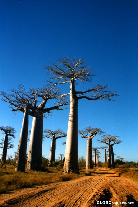 Postcard Morondava - Avenue of Baobabs in the afternoon