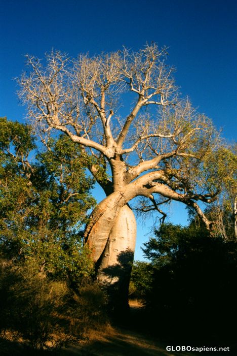 Postcard Morondava - Baobabs in Love