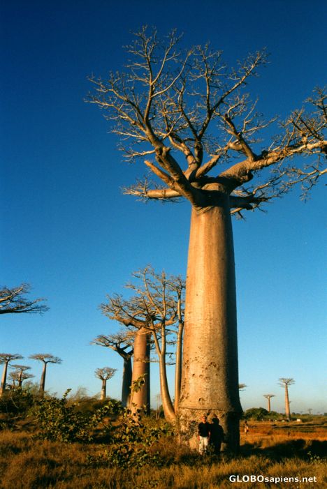 Postcard Morondava - Krisek standing at the baobab