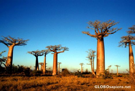 Postcard Morondava - Baobab Avenue at Sunset