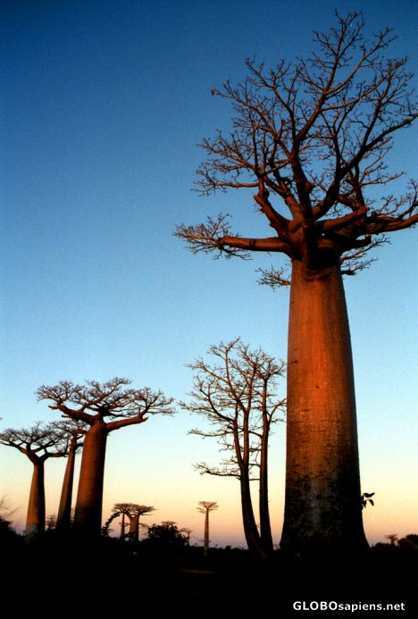 Postcard Morondava - Baobabs at sunset