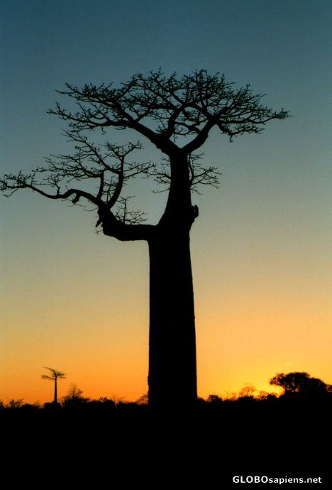 Postcard Morondava - Sunset behind a baobab