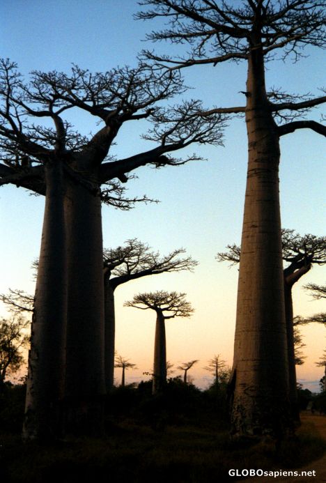 Postcard Morondava - Baobab Avenue after Sunset