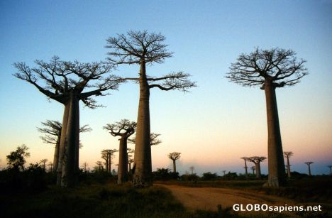 Postcard Morondava - Baobab Avenue before dusk