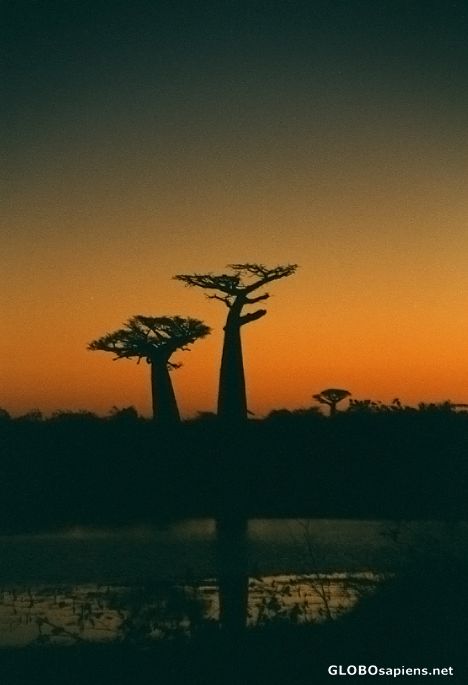 Postcard Morondava - Baobabs in twilight